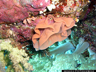 Potápění ke korálovým útesům - Rudé moře (Egypt)