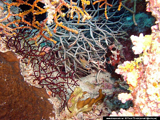 Potápění ke korálovým útesům - Rudé moře (Egypt)