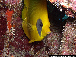 Potápění ke korálovým útesům - Rudé moře (Egypt)