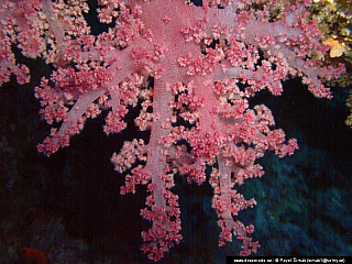 Potápění - Rudé moře (Egypt)