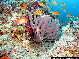 Potápění ke korálovým útesům - Rudé moře (Egypt)