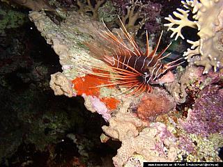 Potápění ke korálovým útesům - Rudé moře (Egypt)