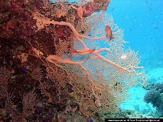 Potápění ke korálovým útesům - Rudé moře (Egypt)