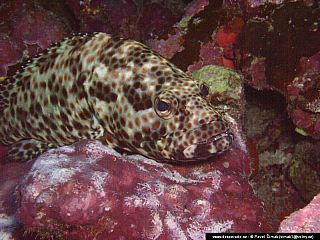 Potápění ke korálovým útesům - Rudé moře (Egypt)