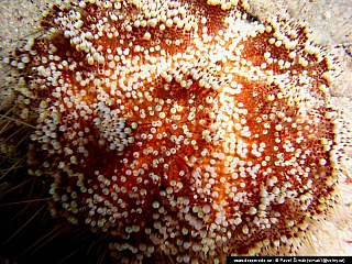 Potápění ke korálovým útesům - Rudé moře (Egypt)