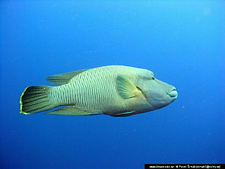 Potápění ke korálovým útesům - Rudé moře (Egypt)