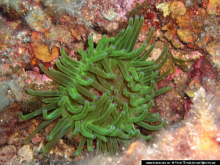 Potápění ke korálovým útesům - Rudé moře (Egypt)