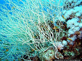 Potápění ke korálovým útesům - Rudé moře (Egypt)