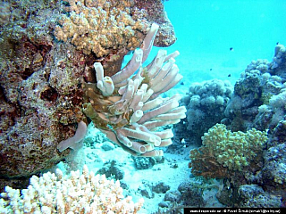 Potápění ke korálovým útesům - Rudé moře (Egypt)