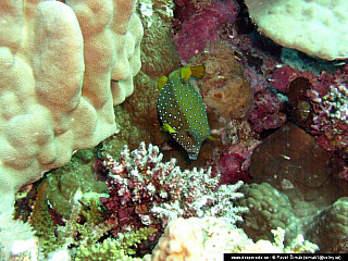 Potápění ke korálovým útesům - Rudé moře (Egypt)