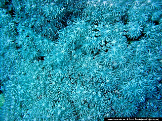 Potápění - Rudé moře (Egypt)