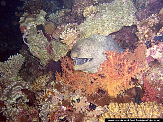 Potápění ke korálovým útesům - Rudé moře (Egypt)