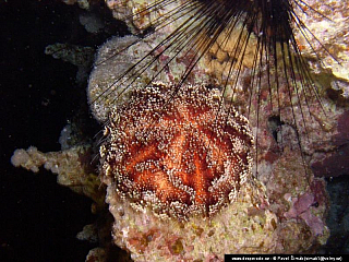 Potápění ke korálovým útesům - Rudé moře (Egypt)