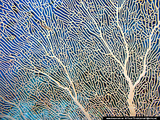 Potápění ke korálovým útesům - Rudé moře (Egypt)