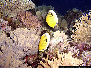 Potápění ke korálovým útesům - Rudé moře (Egypt)