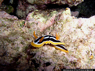 Potápění ke korálovým útesům - Rudé moře (Egypt)