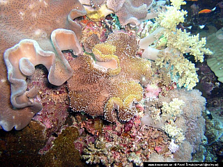 Potápění ke korálovým útesům - Rudé moře (Egypt)