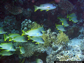 Potápění ke korálovým útesům - Rudé moře (Egypt)