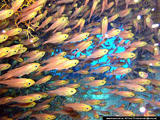 Potápění ke korálovým útesům - Rudé moře (Egypt)