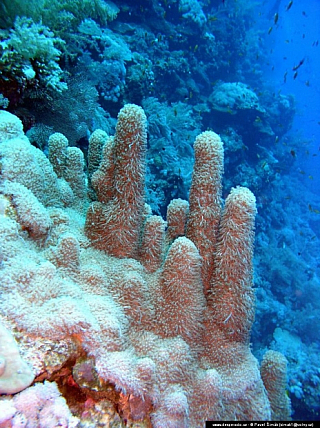 Potápění - Rudé moře (Egypt)