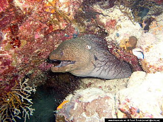 Potápění ke korálovým útesům - Rudé moře (Egypt)