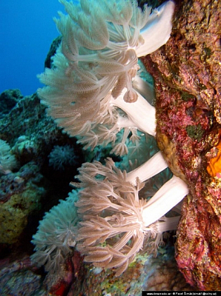 Potápění ke korálovým útesům - Rudé moře (Egypt)