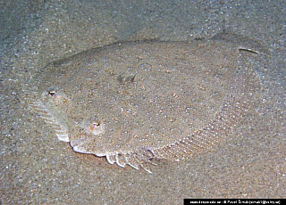 Potápění ke korálovým útesům - Rudé moře (Egypt)