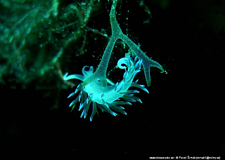 Potápění ke korálovým útesům - Rudé moře (Egypt)