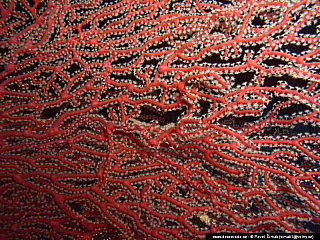 Potápění ke korálovým útesům - Rudé moře (Egypt)