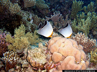 Potápění ke korálovým útesům - Rudé moře (Egypt)