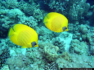 Potápění ke korálovým útesům - Rudé moře (Egypt)