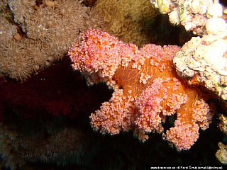 Potápění ke korálovým útesům - Rudé moře (Egypt)