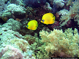 Potápění ke korálovým útesům - Rudé moře (Egypt)