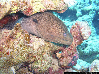 Potápění ke korálovým útesům - Rudé moře (Egypt)