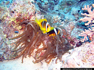 Potápění ke korálovým útesům - Rudé moře (Egypt)