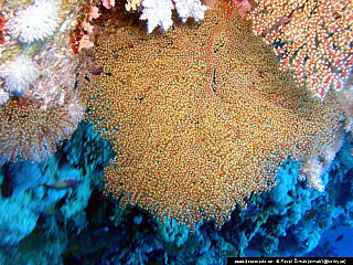 Potápění - Rudé moře (Egypt)