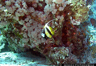 Potápění ke korálovým útesům - Rudé moře (Egypt)