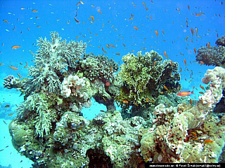 Potápění ke korálovým útesům - Rudé moře (Egypt)