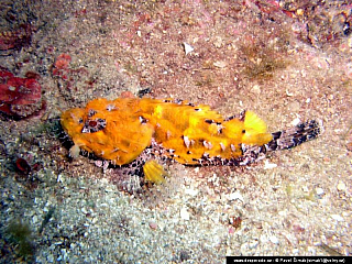 Potápění ke korálovým útesům - Rudé moře (Egypt)