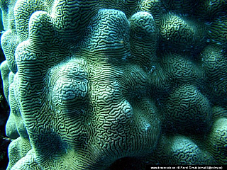 Potápění ke korálovým útesům - Rudé moře (Egypt)