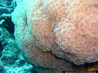 Potápění ke korálovým útesům - Rudé moře (Egypt)