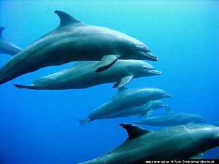 Potápění ke korálovým útesům - Rudé moře (Egypt)