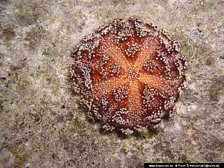 Potápění ke korálovým útesům - Rudé moře (Egypt)