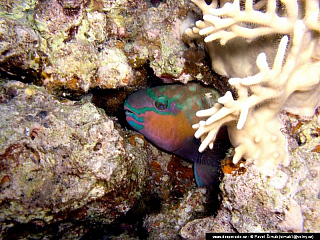 Potápění ke korálovým útesům - Rudé moře (Egypt)