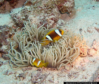 Potápění ke korálovým útesům - Rudé moře (Egypt)