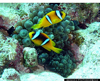 Potápění ke korálovým útesům - Rudé moře (Egypt)