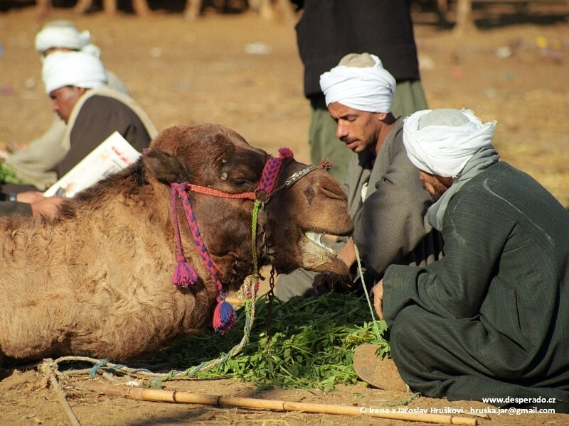 Velbloudí trh v Birqáš (Egypt)