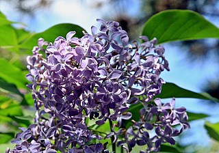 Zámek Valtice (Česká republika)