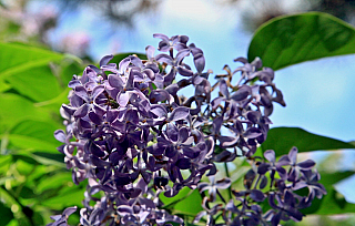 Zámek Valtice (Česká republika)