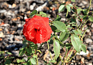 Hrad Svojanov (Česká republika)